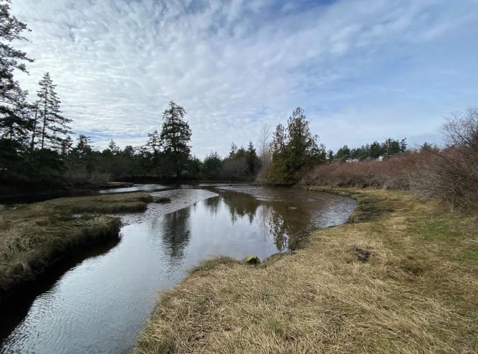 Scenic view of the tidal marsh area along Craigflower Creek in View Royal Park.