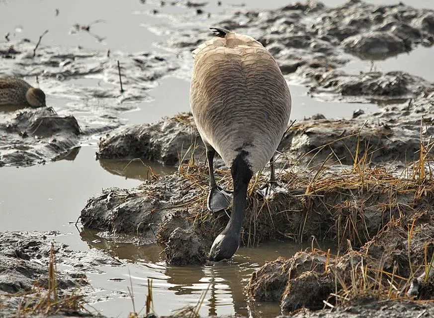 Photo of a Canada Goose feeding in the mud of a tidal marsh.
