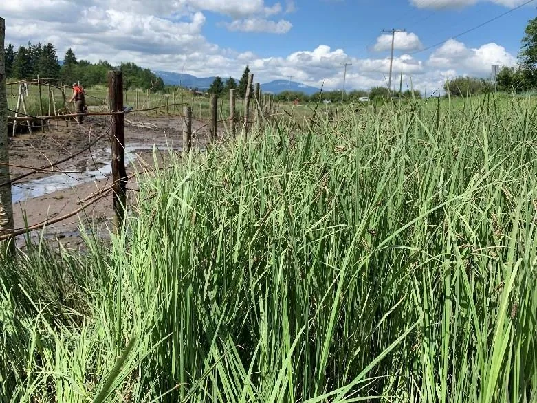 Comparison photo showing lush vegetation within a fenced area on the right and bare mud where geese have access on the left.