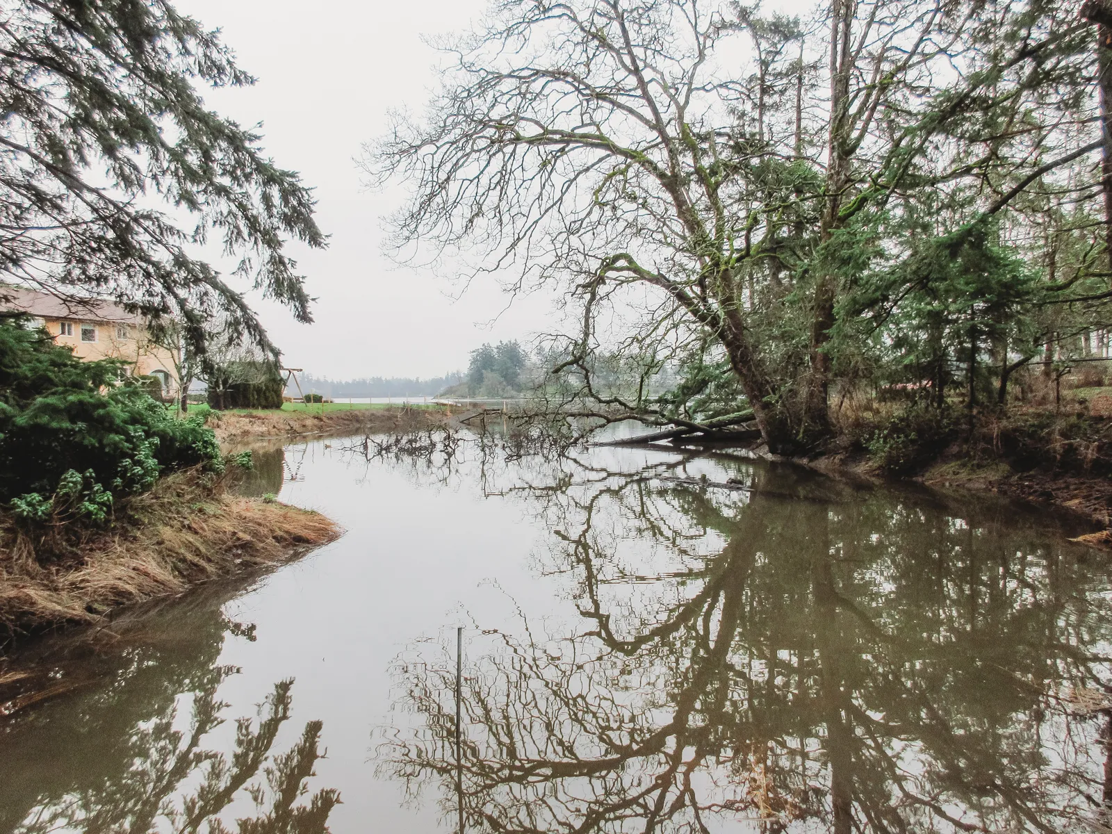 A shoreline area featuring trees and their reflections in the water