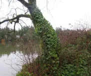 View of the shoreline path with dense English ivy growth on the adjacent hillside