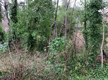 Shoreline Vegetation (extensive invasive species)