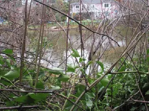 Existing Vegetation – Roses and Invasive English Ivy