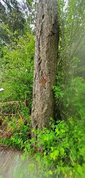 Wildlife tree