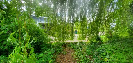 View from under willow towards Kingham Place. Notice extensive English ivy groundcover.