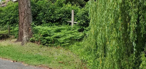 Willow on right, looking west to 66 Kingham Place fence (summer 2022).