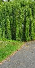 Willow (summer, looking north)