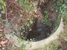 Vegetation on bank.