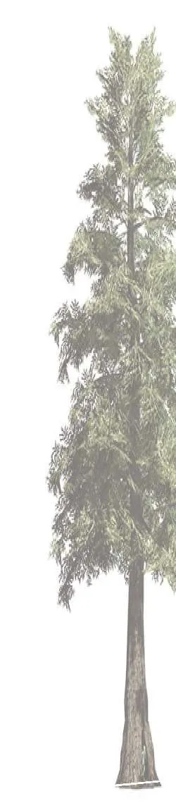 Tree graphic