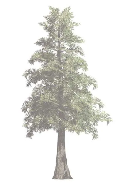 Tree graphic