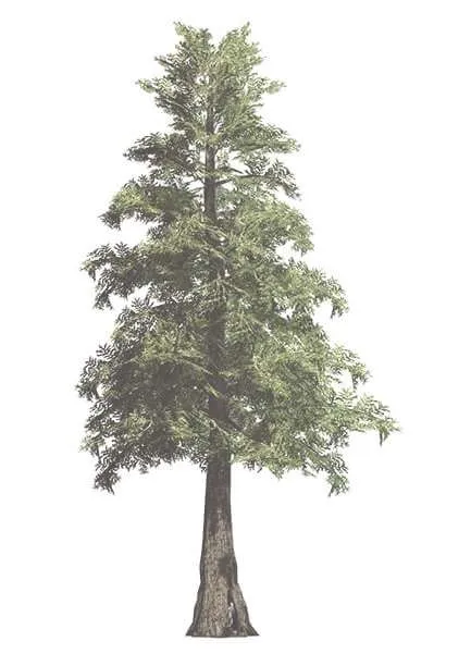 Conifer tree graphic