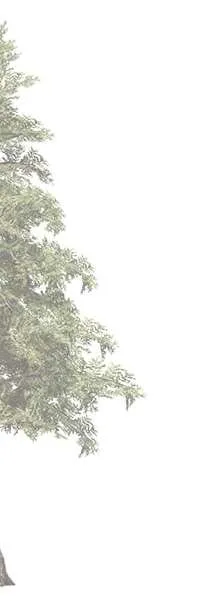 Conifer tree graphic