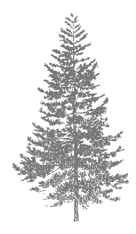 Conifer tree graphic