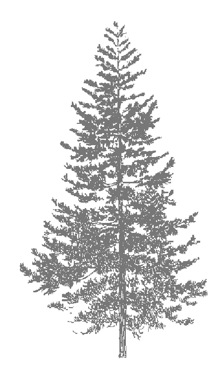 Conifer tree graphic
