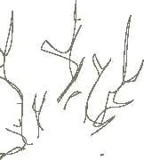 Twig graphic