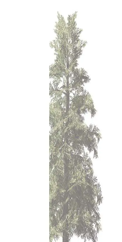 Conifer tree graphic