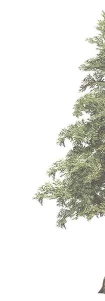 Foliage graphic