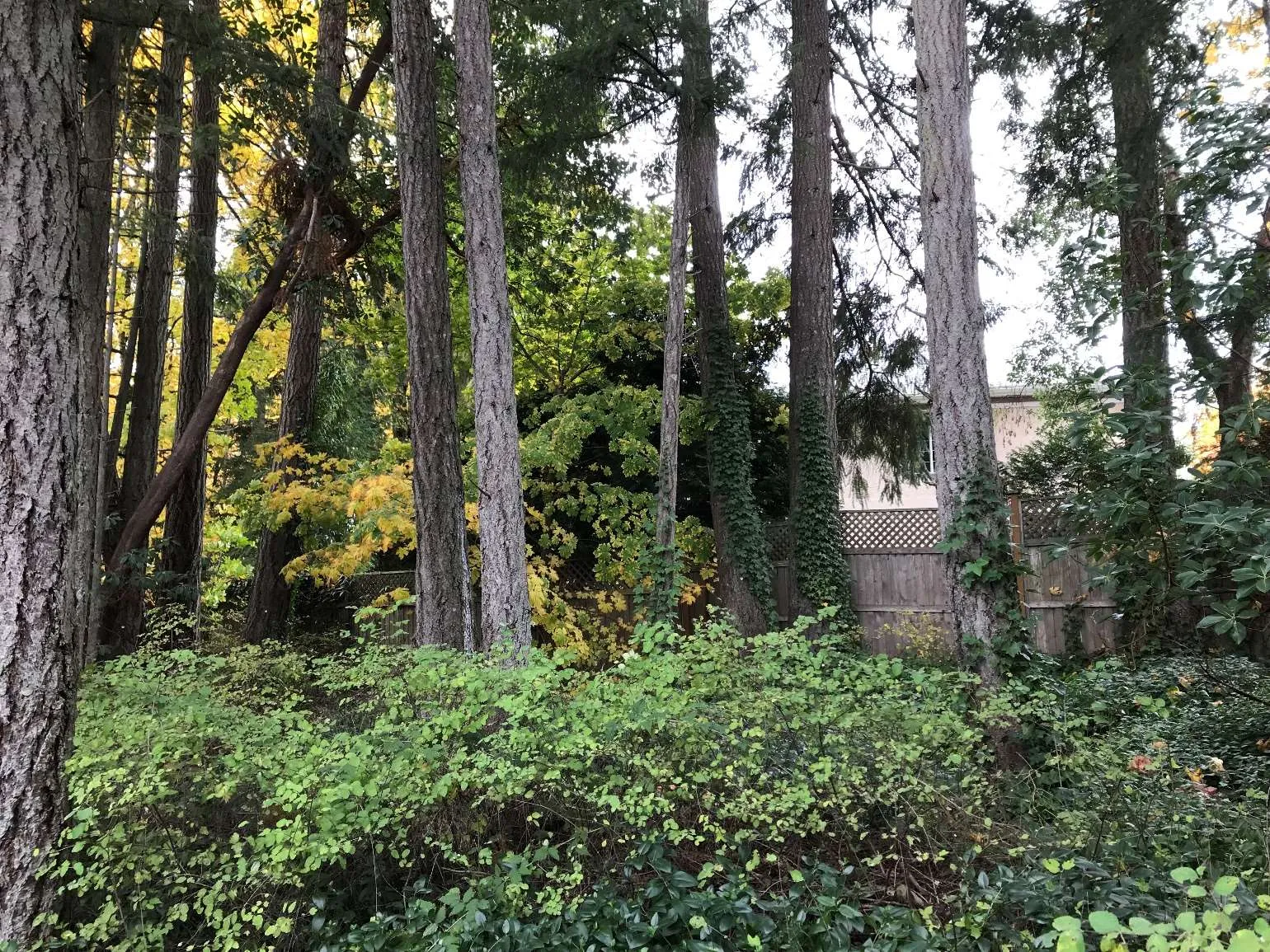 Photograph 2 – Picture of trees at the Southwest corner of the building envelope.