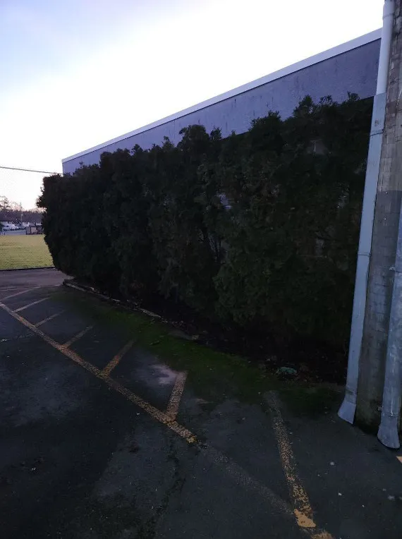 "Before" image showing tall hedging along the side of a building at Helmcken Centennial Park