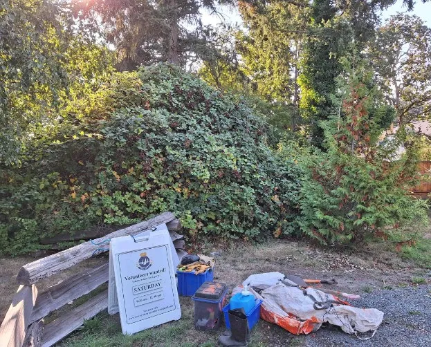 Stillwater Road End before volunteer work, overgrown with bushes