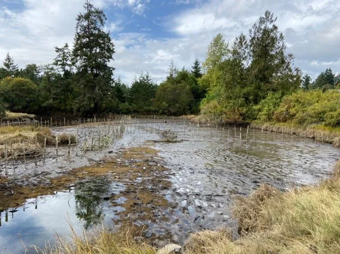 Restoration work in Craigflower Creek showing wooden stakes and netting along a bank