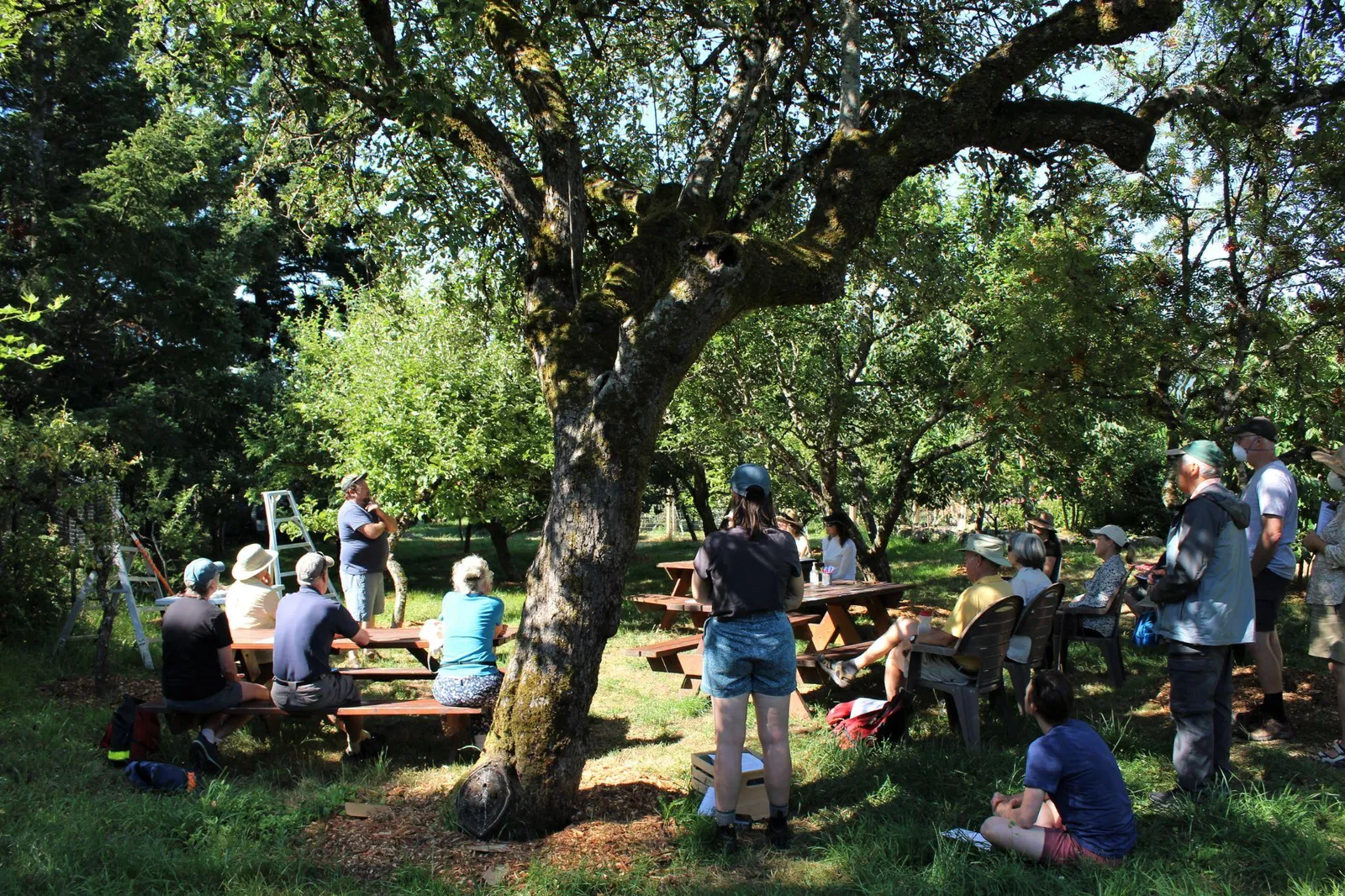 A group of people sitting at picnic tables under a large, leafy tree in an orchard setting during a presentation or meeting.