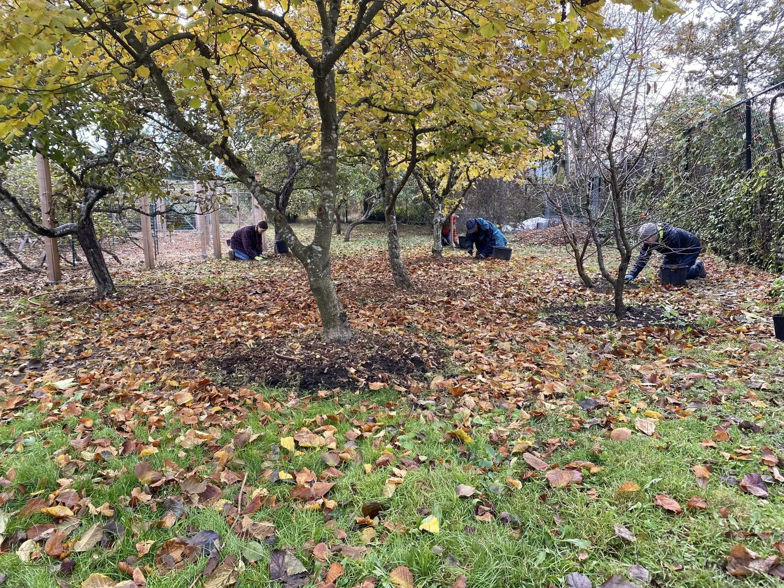 Several volunteers working in an orchard, clearing fallen autumn leaves from around the base of trees.