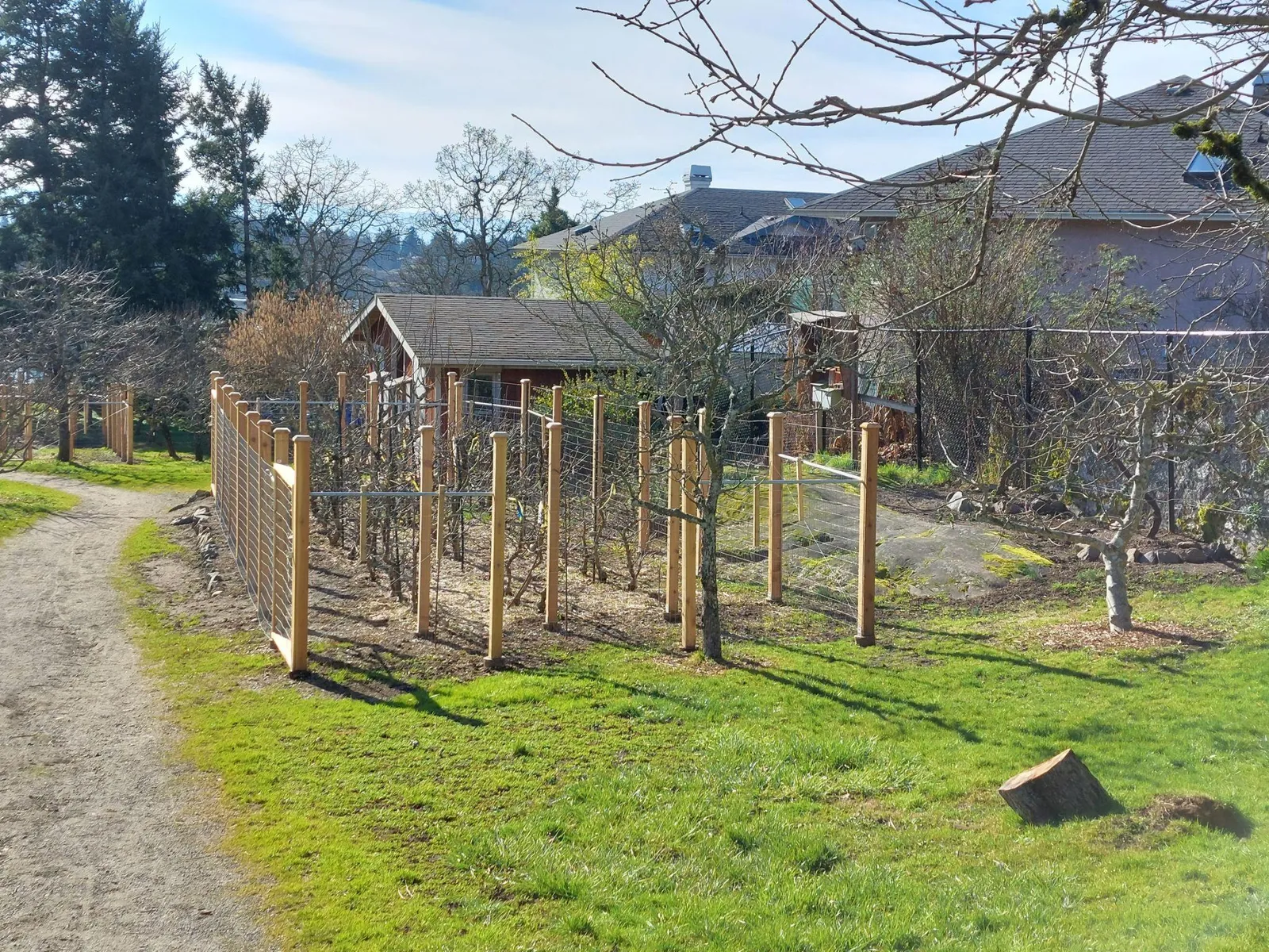 A view of a fenced-in garden area with young trees or shrubs planted in rows.