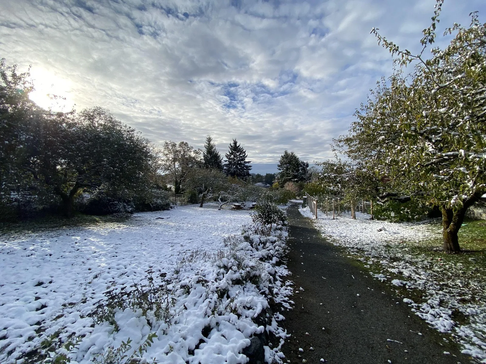 A path leading through the orchard, with the ground and plants covered in a fresh layer of snow.