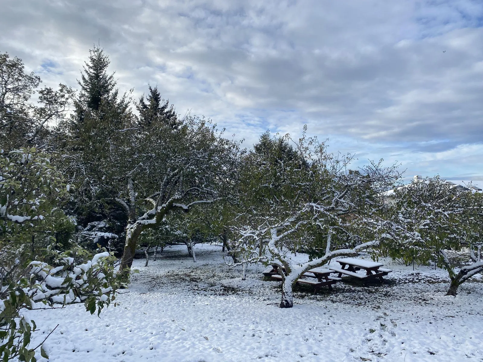 A view of picnic tables and fruit trees in the orchard heavily dusted with snow.