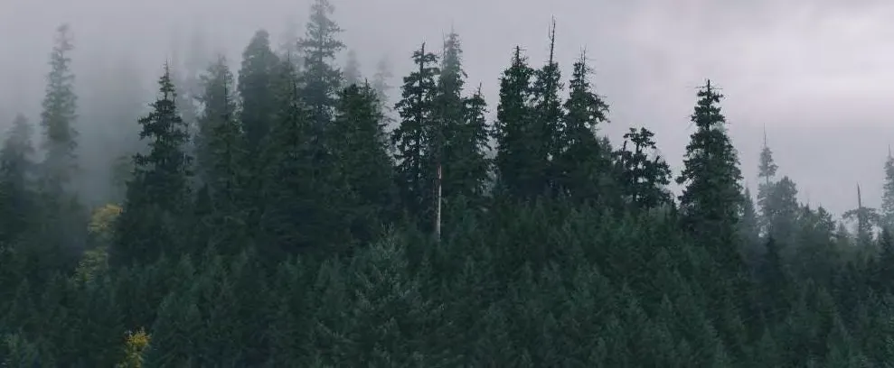 Rendering of foggy coniferous trees used as a background for the site section