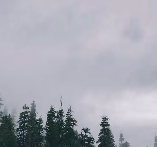 Rendering of foggy coniferous trees used as a background for the site section