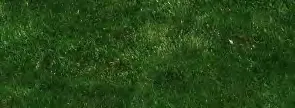 Detail view of green grass landscaping texture