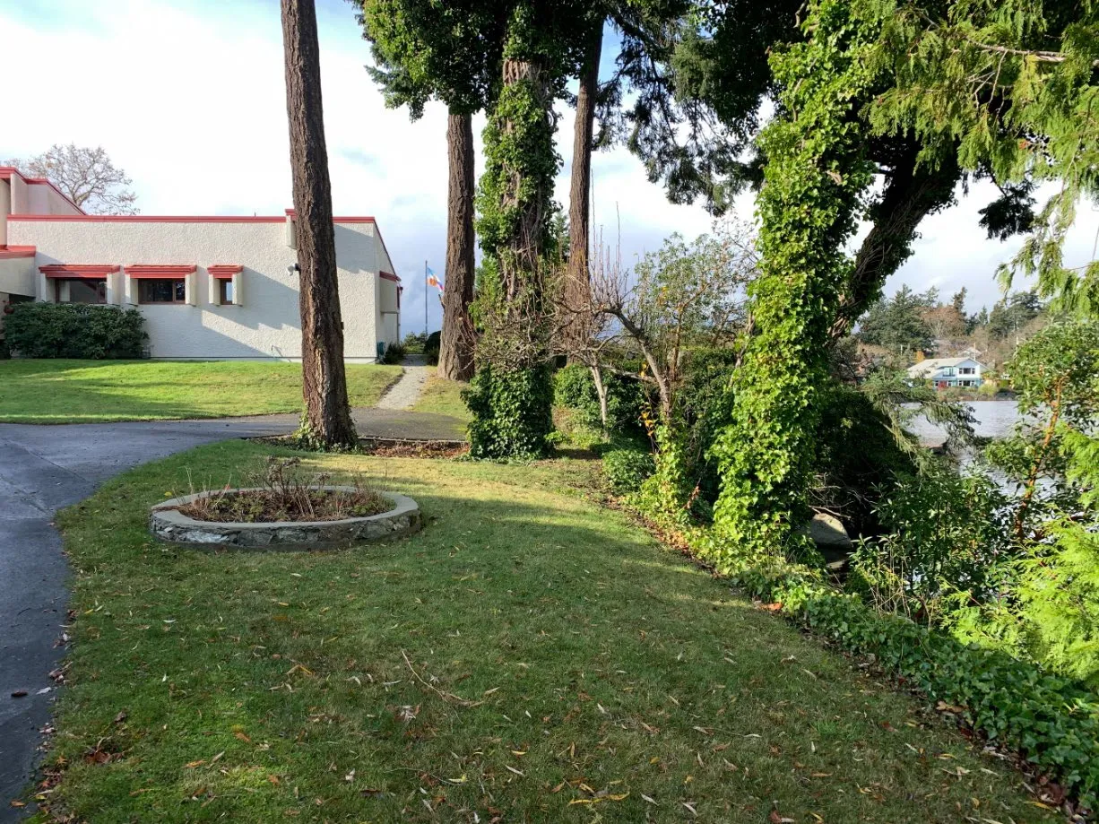 Figure 9. Photo showing English Ivy on the property slated for removal
