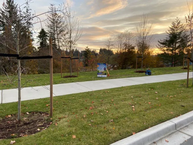 Sidewalk and newly planted trees at the site of the new park