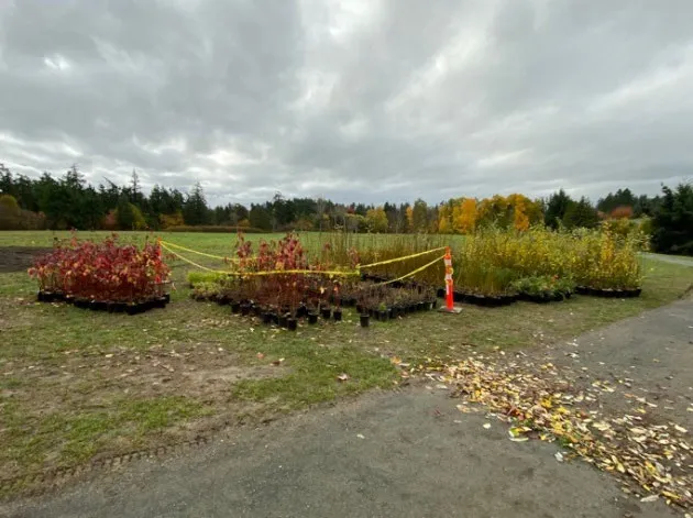 Potted plants waiting for placement and installation at the stormwater project