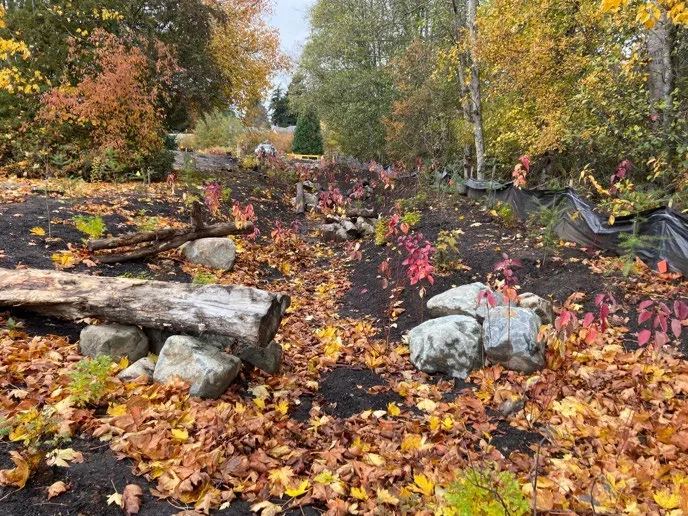 Completed planting area on the east side with mulch, rocks, logs, and new plants