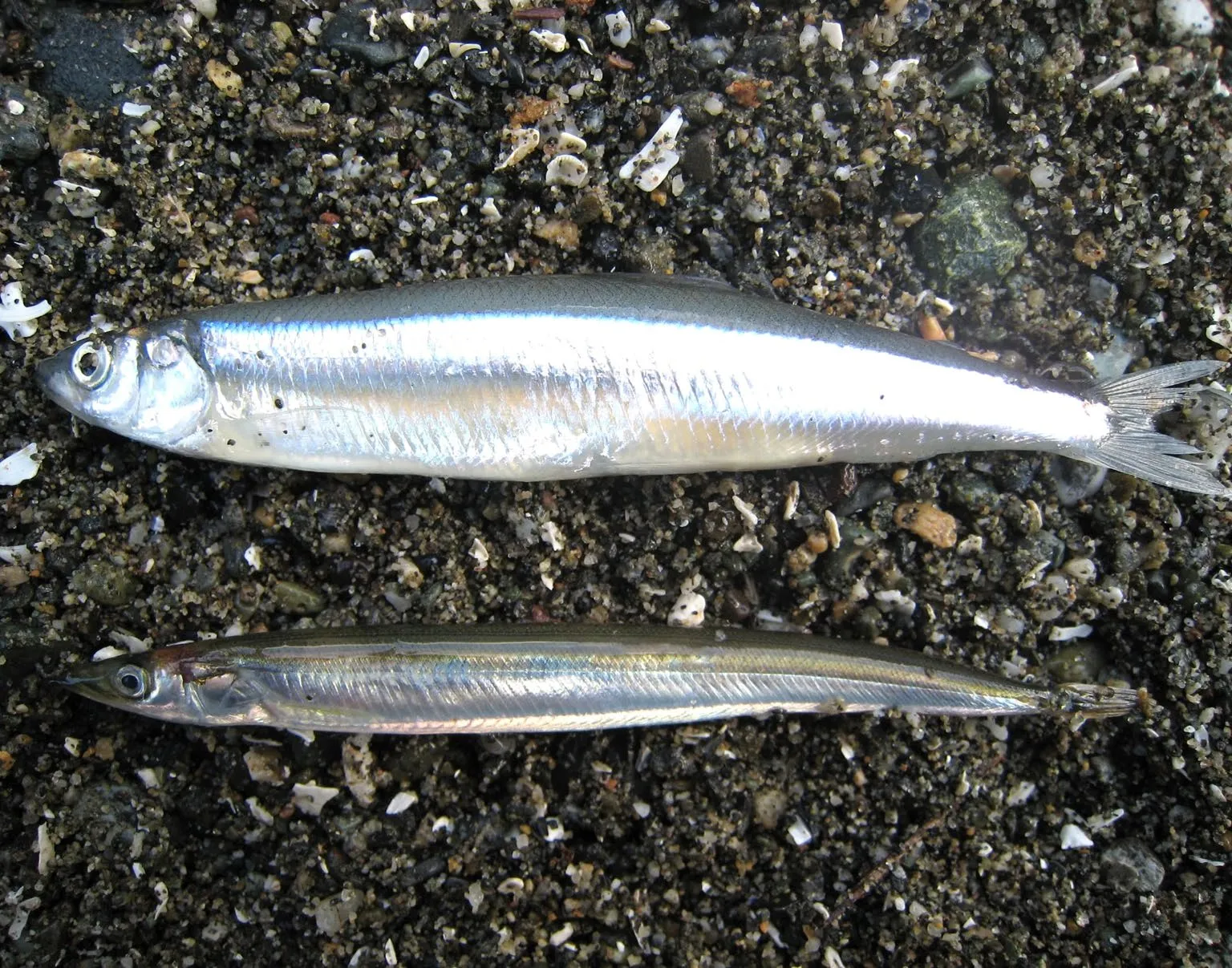 Close-up of Surf Smelt eggs in beach sediment, with a penny included for scale