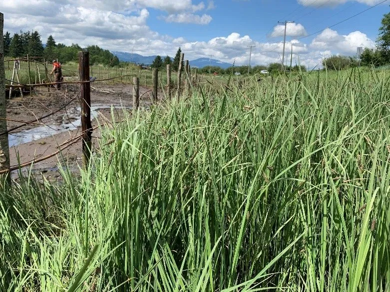 Technical photo showing an eroded marsh bank with technical data overlay