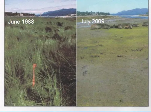 Technical photo of a degraded marsh area with visible grazing damage, with a swan and geese present