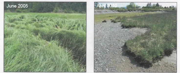 Close-up technical photo showing the irregular surface of a marsh damaged by intensive grazing