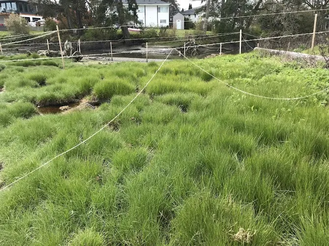 Another view of healthy, recovered marsh habitat within a fenced enclosure