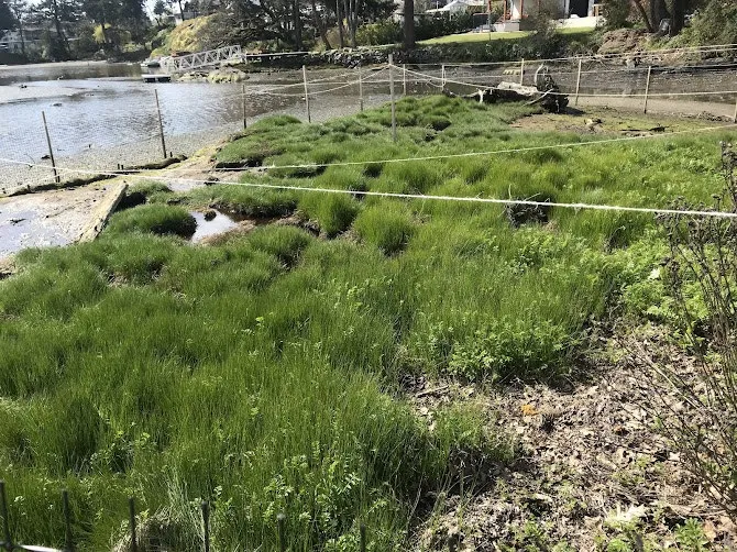 Photo of a newly fenced and protected mudflat area being prepared for marsh restoration