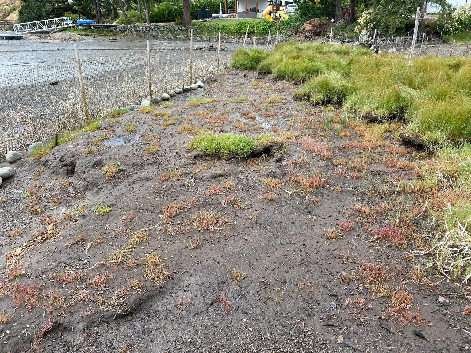 Photo of a marsh restoration site with new plantings and protective fencing