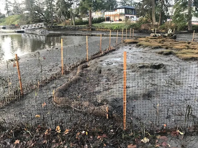 Overview photo of a marsh area being prepared for restoration with many wooden stakes installed for fencing