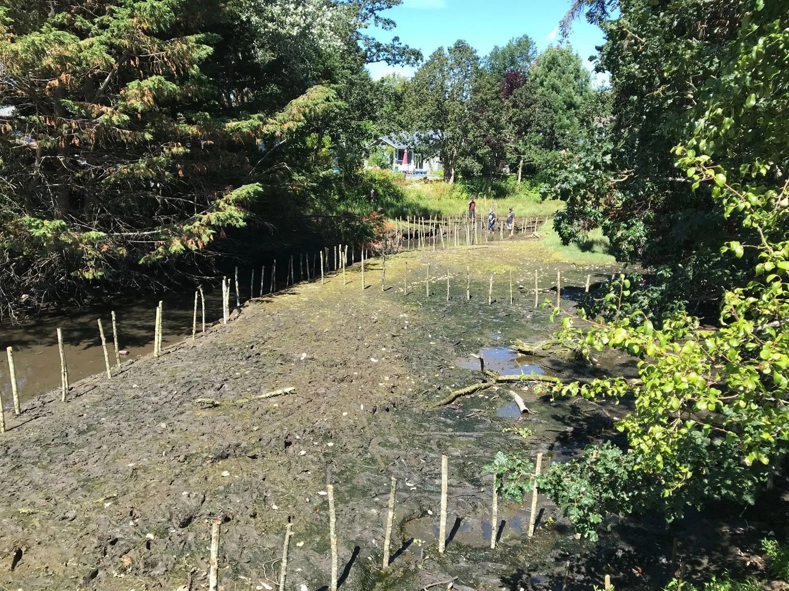 Photo of Craigflower Creek and its tidal marsh area in View Royal Park