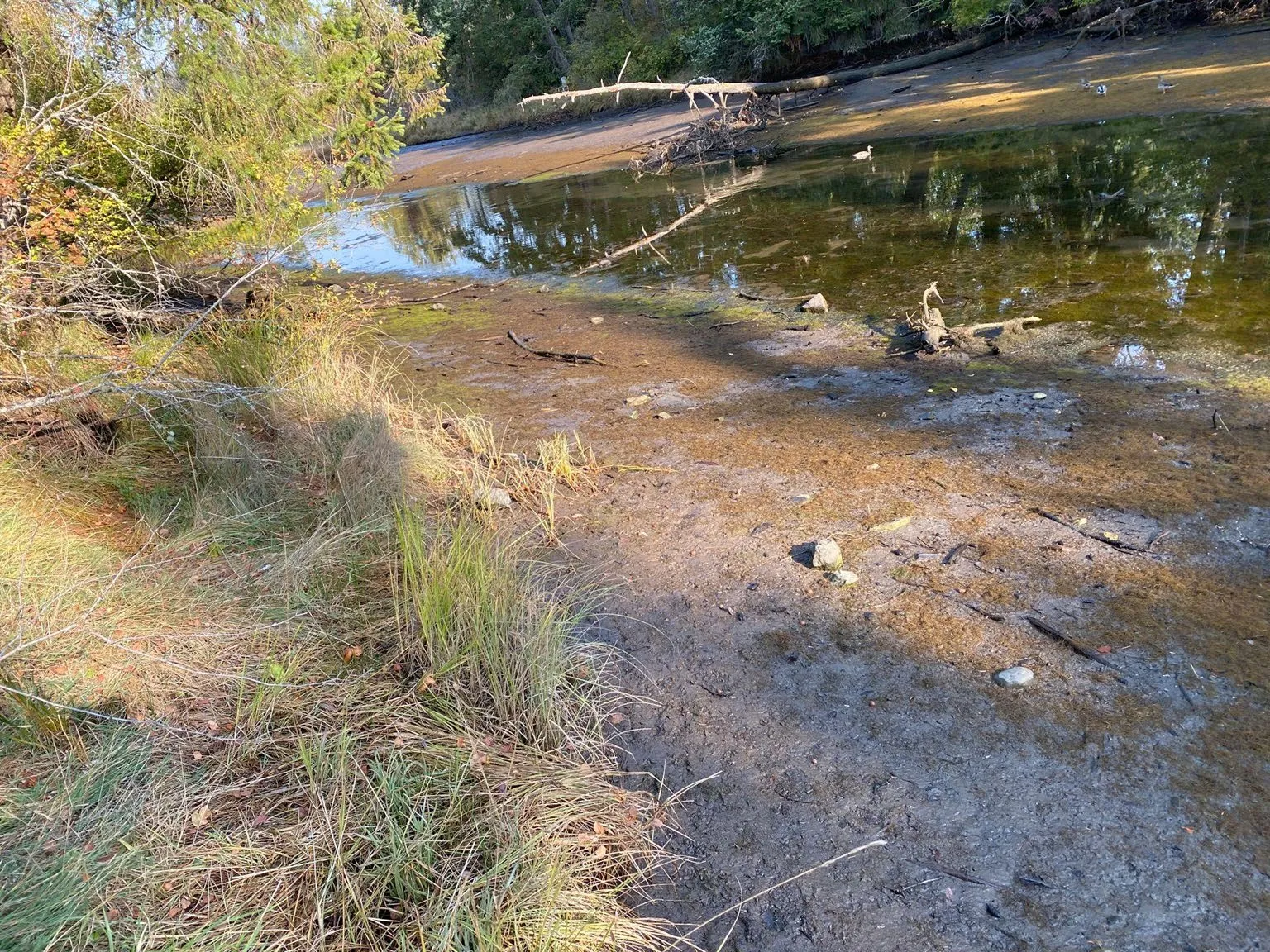 Photo of healthy native marsh vegetation along a section of the creek bank