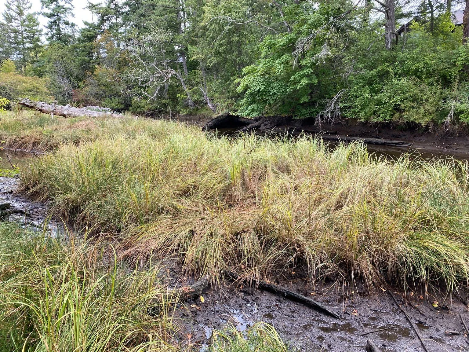 Volunteers carrying bundles of wooden stakes to a marsh restoration site