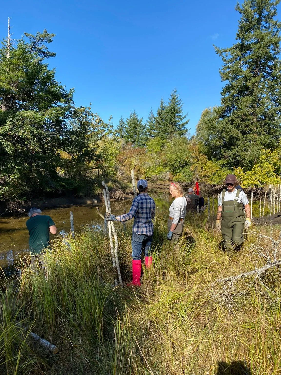 A team of volunteers working together to install a protective fence around a restoration area