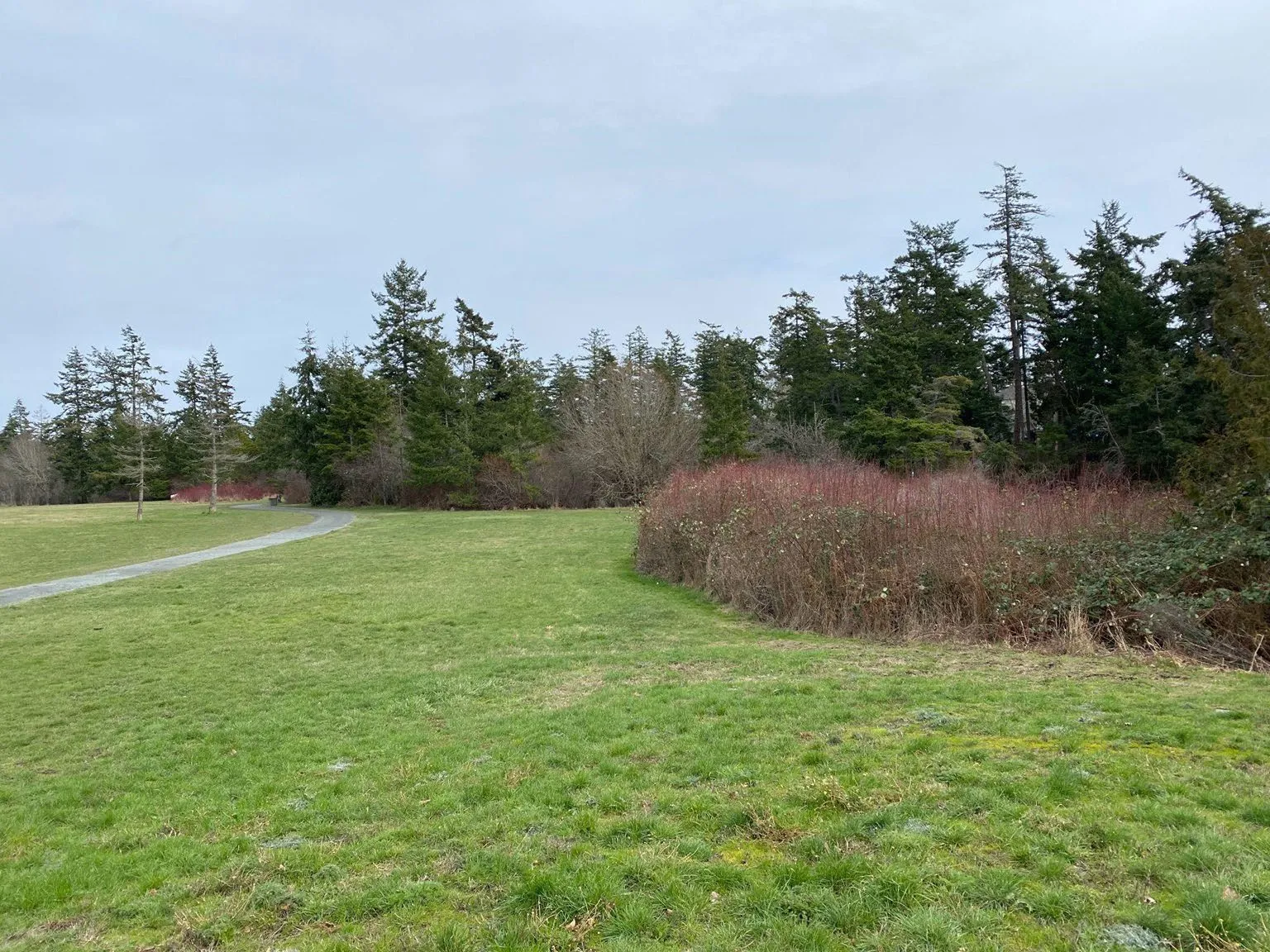 Photo of a grassy field in View Royal Park with a red arrow pointing toward a thicket designated for enhancement